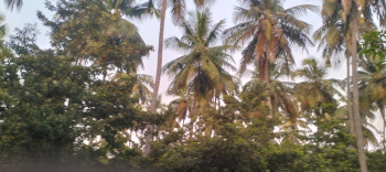 Agricultural/Farm Land for Sale in Bargur, Krishnagiri (2.40 Acre)