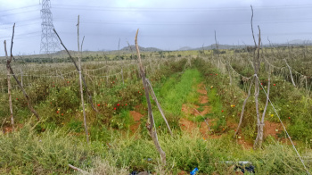 Agricultural/Farm Land for Sale in Pavagada, Tumkur (10 Acre)