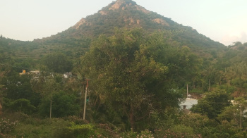 Agricultural/Farm Land for Rent in Kathujuganapalli, Krishnagiri (4.50 Acre)