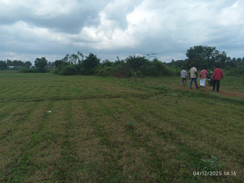 Agricultural/Farm Land for Sale in Madakasira, Anantapur (3.50 Acre)