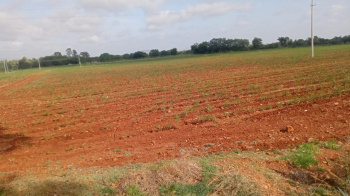 Agricultural/Farm Land for Sale in Penukonda, Anantapur (6 Acre)