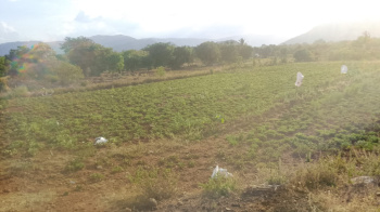 Agricultural/Farm Land for Sale in Palakkodu, Dharmapuri (1.33 Acre)