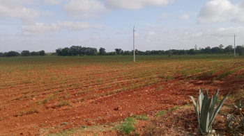 Agricultural/Farm Land for Sale in Kadiri, Anantapur (4 Acre)
