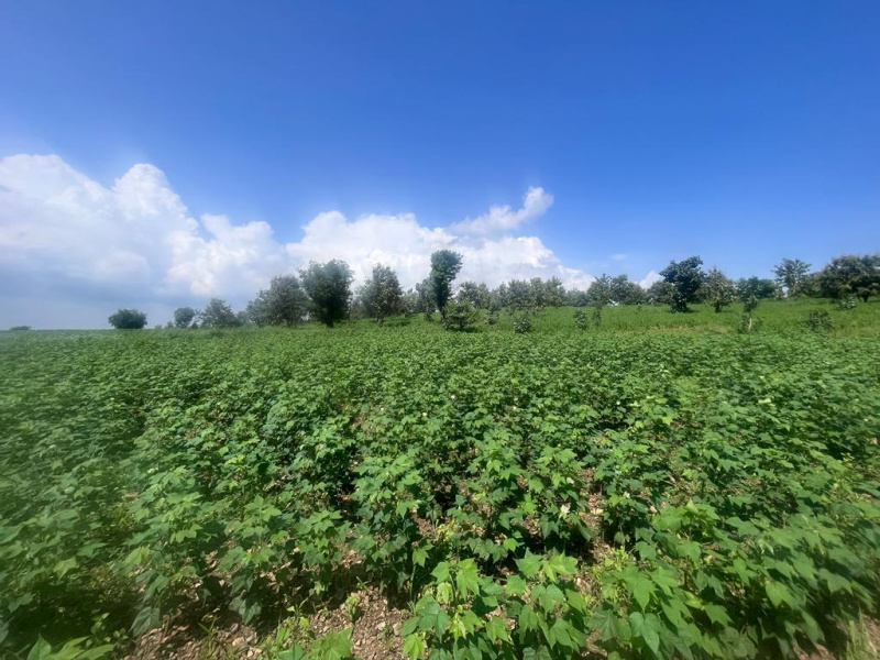 150 Acre Agricultural/Farm Land for Sale in Siddipet