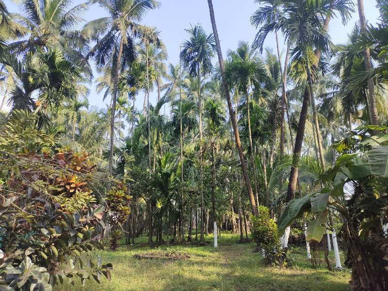 15 Guntha Agricultural/Farm Land for Sale in Chaul, Raigad