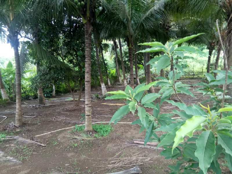 Agricultural/Farm Land for Sale in Alibag, Raigad (7.1 Guntha)