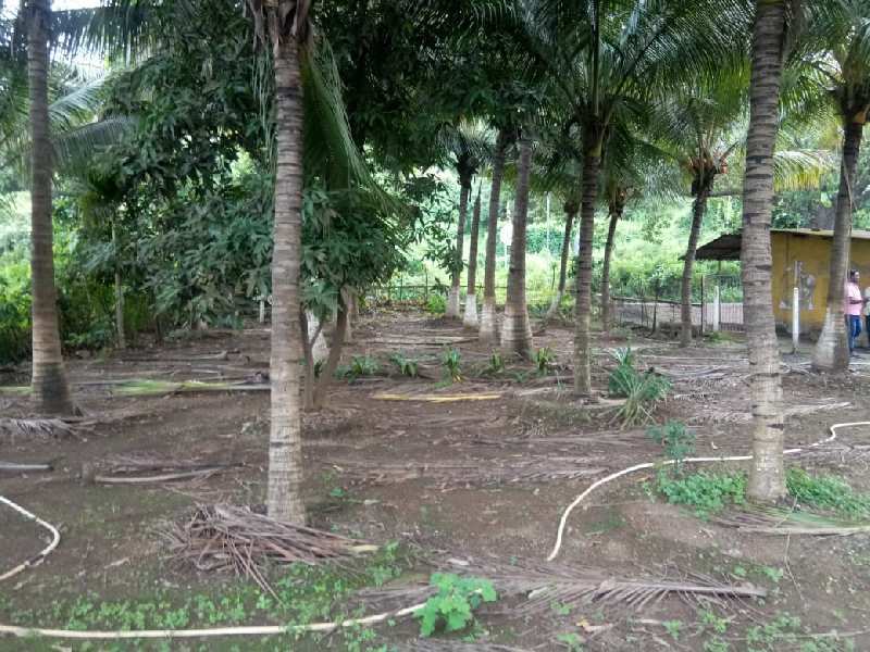 Agricultural/Farm Land for Sale in Alibag, Raigad (7.1 Guntha)