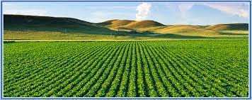 450 Acre Agriculture Land For outrate / Sale at Sus Pashan Road