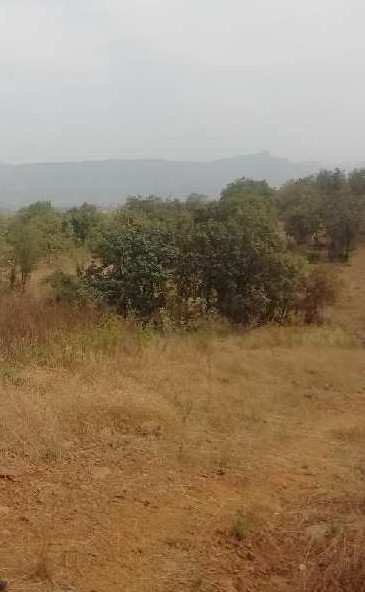 56 Goonthas  (59000 sq feet ) Agriculture Land sale in Murbad  in village Talegaon (Murbad )
