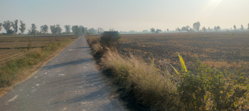 6.62 acre agriculture farm land in adampur Jalandhar