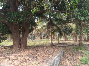 67 goontha plot for sale in Nagaon Alibaug with wall compound