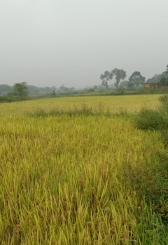 40 Acres Agriculture Farm House For Sale At Village Kutena Kukda Panduka Gariyaband Raipur Chhattisgarh.