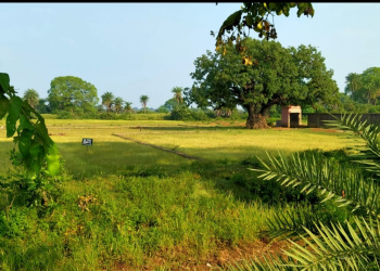 40 Acres Agriculture Farm House For Sale At Village Kutena Kukda Panduka Gariyaband Raipur Chhattisgarh.
