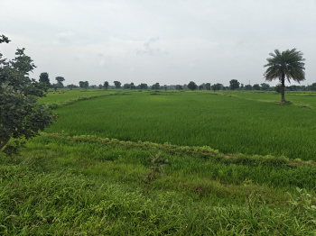 Property for sale in Nawapara Rajim, Raipur
