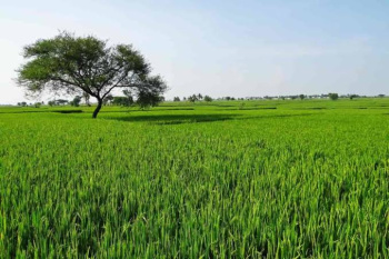 100 Acre Industrial Land For Sale At Berla Bemetara Chhattisgarh Bharat.