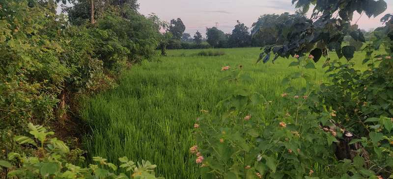 26 Acre Agriculture Plot For Sale At Village Harinbhattha, Simga, Raipur Capital Of Chhattisgarh.