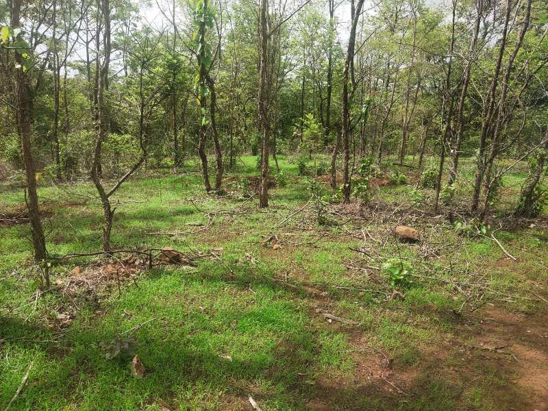 280 Acre Agricultural/Farm Land for Sale in Chiplun, Ratnagiri