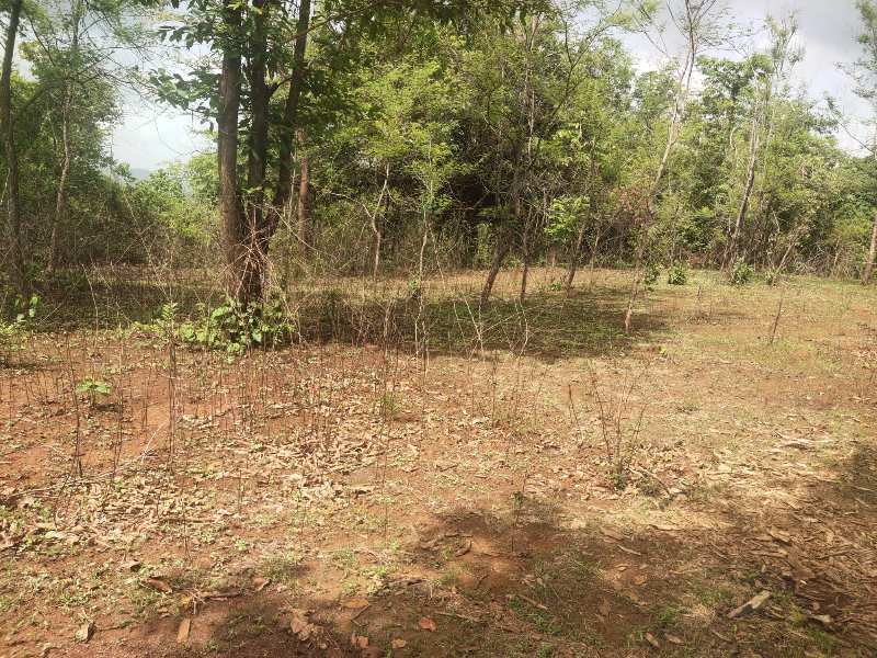 300 Acre Agricultural/Farm Land for Sale in Mahad, Raigad