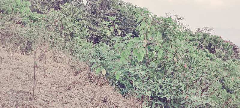200 Acre Agricultural/Farm Land for Sale in Mahad, Raigad