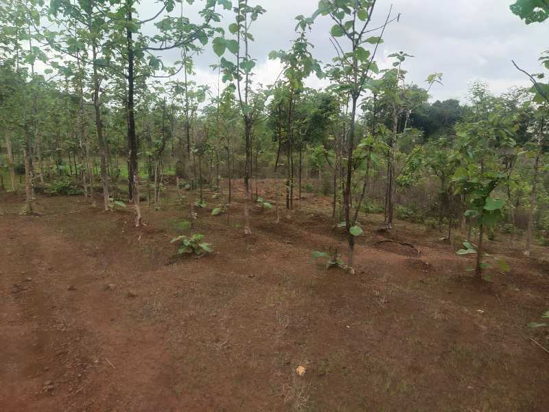 300 Acre Agricultural/Farm Land for Sale in Mahad, Raigad