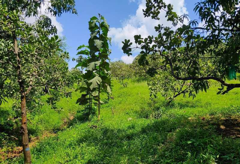 21 Acre Agricultural/Farm Land for Sale in Rajapur, Ratnagiri