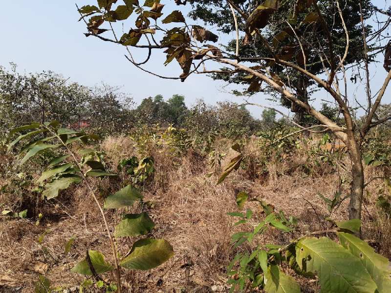 15 Acre Agricultural/Farm Land for Sale in Mangaon, Raigad