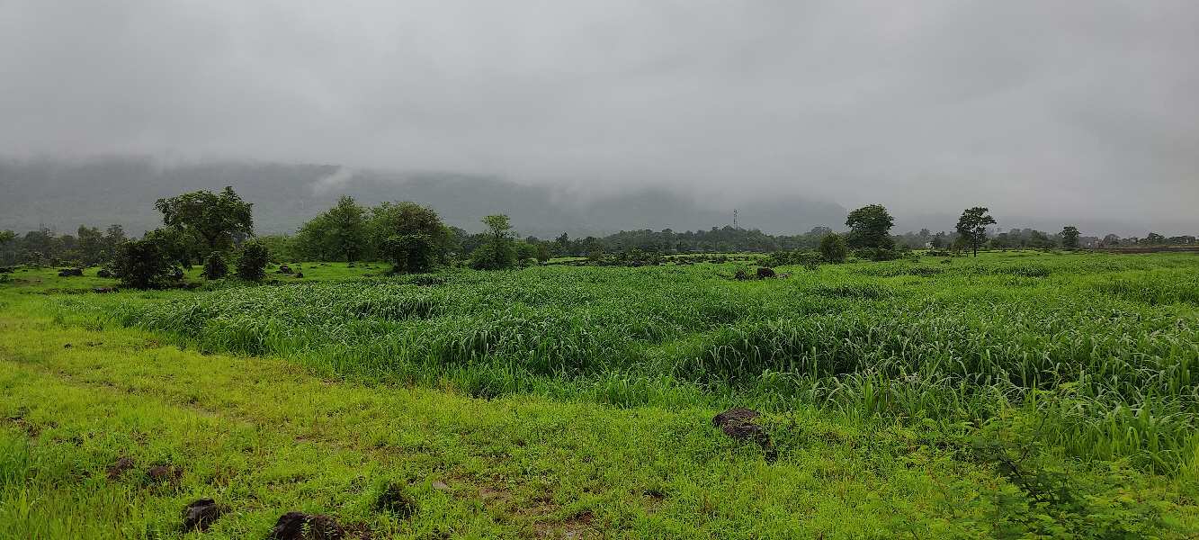 200 Guntha Agricultural/Farm Land for Sale in Mahad, Raigad