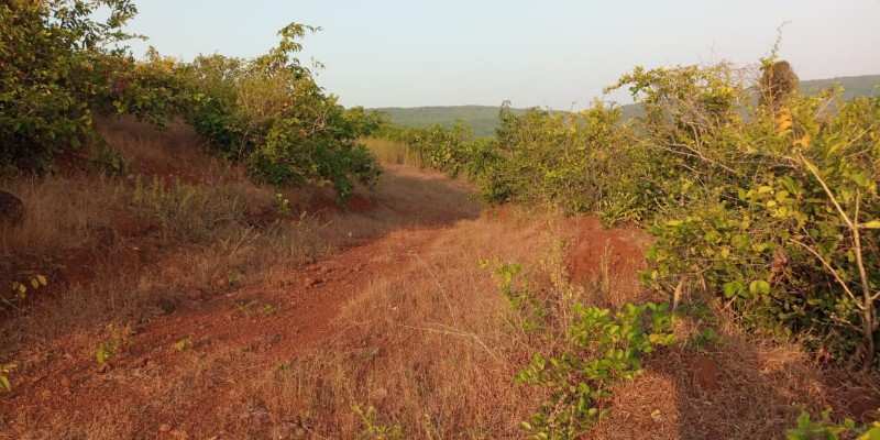 Agricultural/Farm Land for Sale in Shrivardhan, Raigad