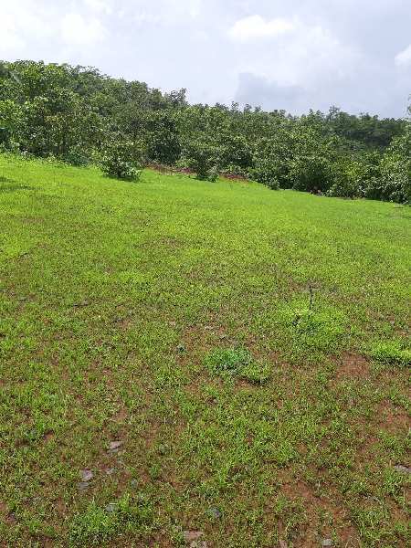 Agricultural/Farm Land for Sale in Mahad, Raigad