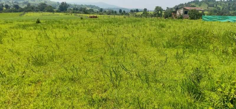 2 Acre Agricultural/Farm Land for Sale in Sudhagad, Raigad