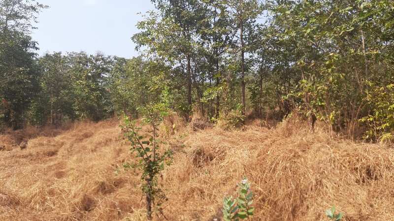8 Acre Agricultural/Farm Land for Sale in Poladpur, Raigad