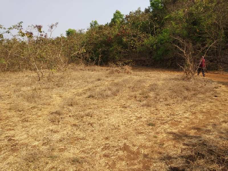 55 Acre Agricultural/Farm Land for Sale in Guhagar, Ratnagiri