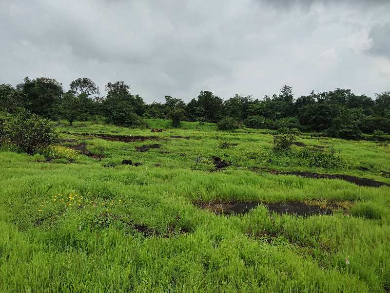 200 Acre Agricultural/Farm Land for Sale in Mahad, Raigad