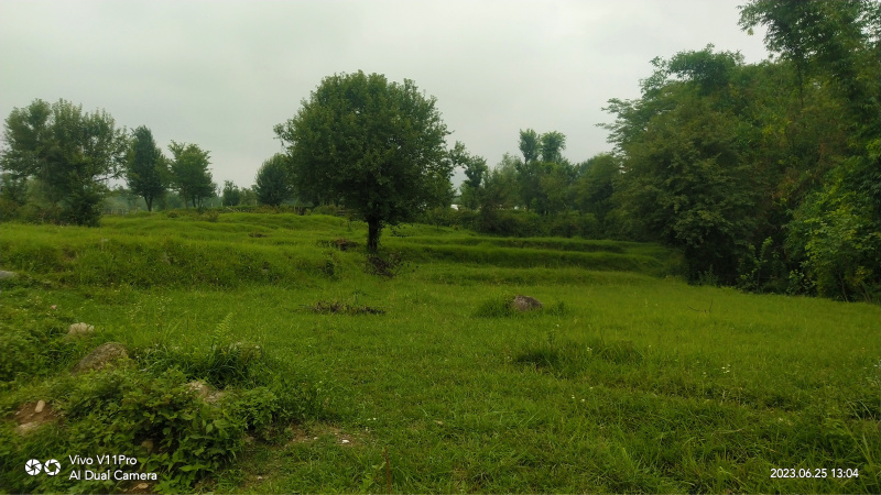 80 Marla Agricultural/Farm Land For Sale In Himachal Pradesh