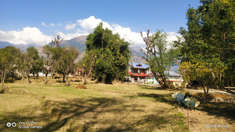440 Marla Agricultural/Farm Land for Sale in Lohna, Palampur