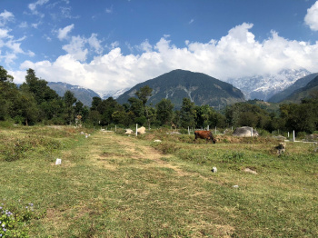 Residential Plot for Sale in Sidhbari, Dharamshala (65 Marla)