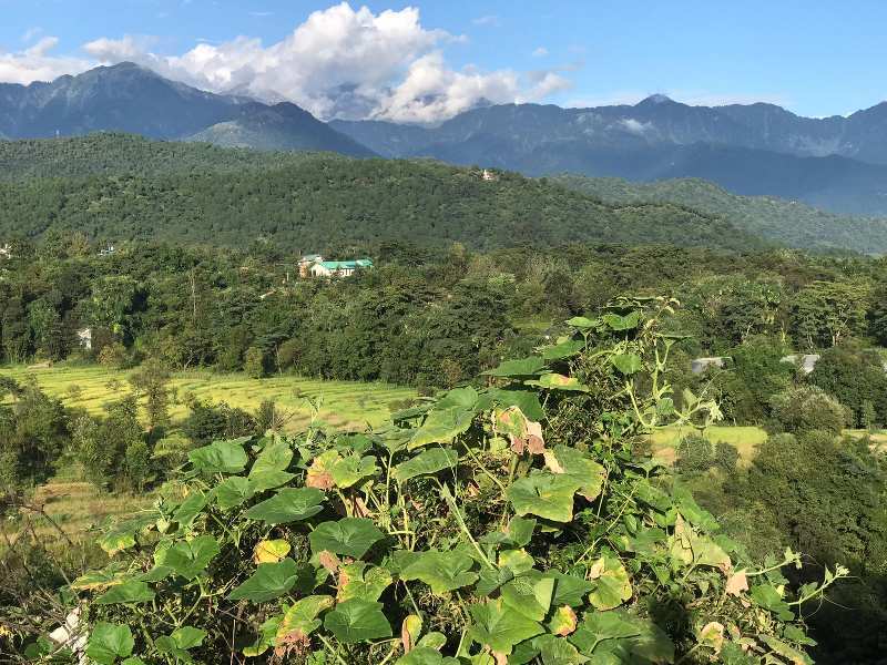 50 Marla Residential Plot for Sale in Banuri, Palampur