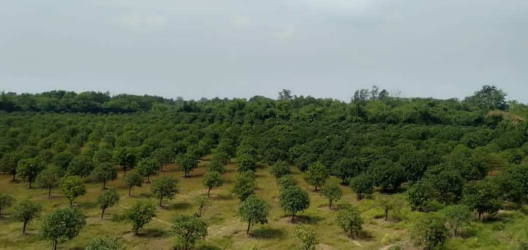 30 Acre Agricultural/Farm Land for Sale in Pardi, Valsad
