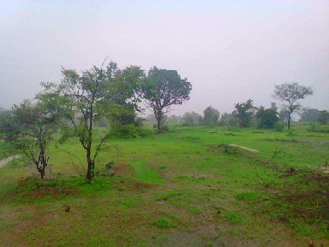 Agricultural/Farm Land for Sale in Gujarat (20 Acre)