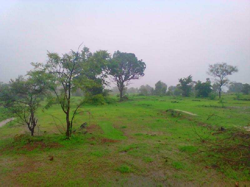 Agricultural/Farm Land for Sale in Gujarat (20 Acre)