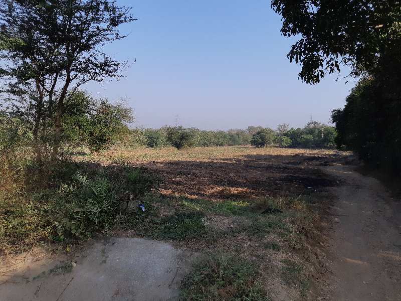 Agricultural/Farm Land for Sale in Gujarat (15 Acre)