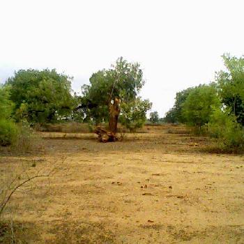 Agricultural/Farm Land for Sale in Gujarat (9 Acre)