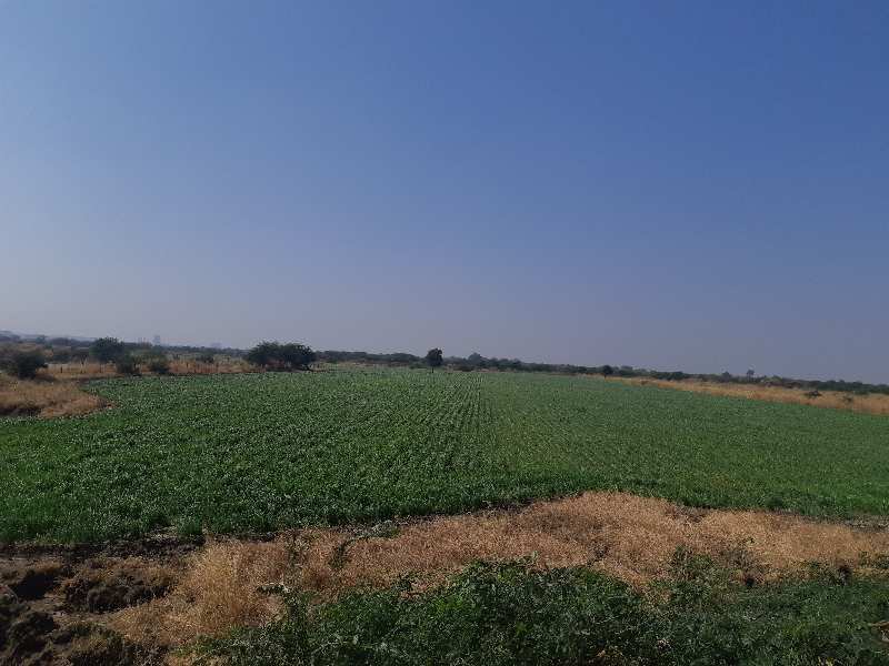 32 Acre Agricultural/Farm Land for Sale in Dahej, Bharuch