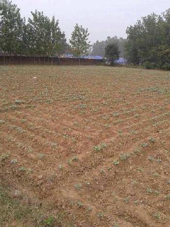 Agricultural/Farm Land for Sale in Gujarat (8 Acre)