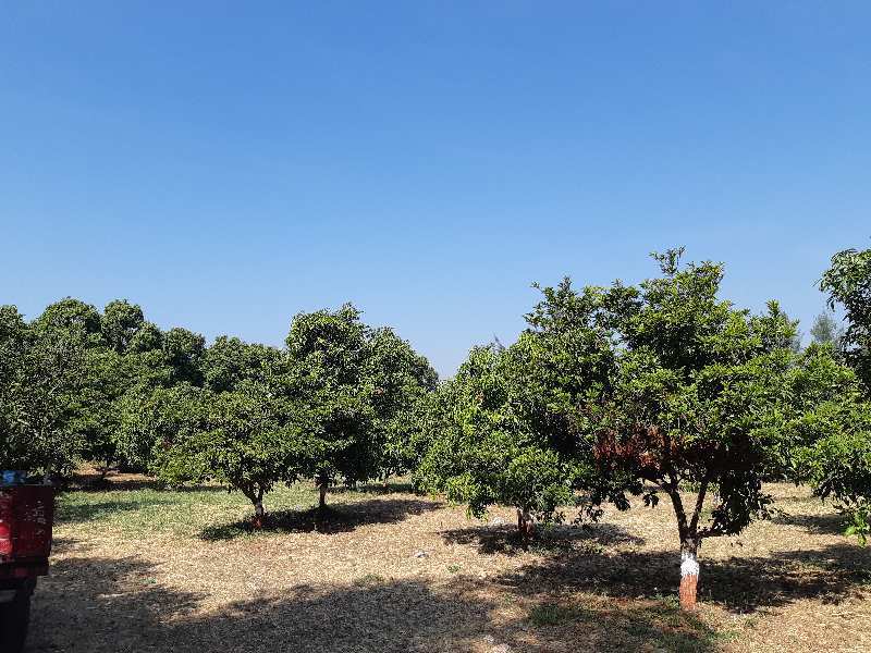 Agricultural/Farm Land for Sale in Pardi, Vapi (8 Acre)