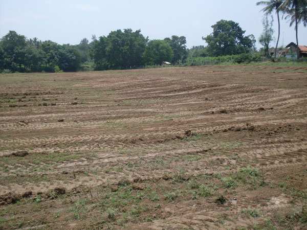 350 Acre Agricultural/Farm Land for Sale in Ankleshwar, Bharuch
