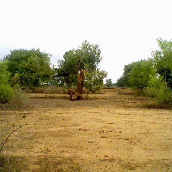Sale FarmHouse In  Agriculture land In Navsari Purna River Touch