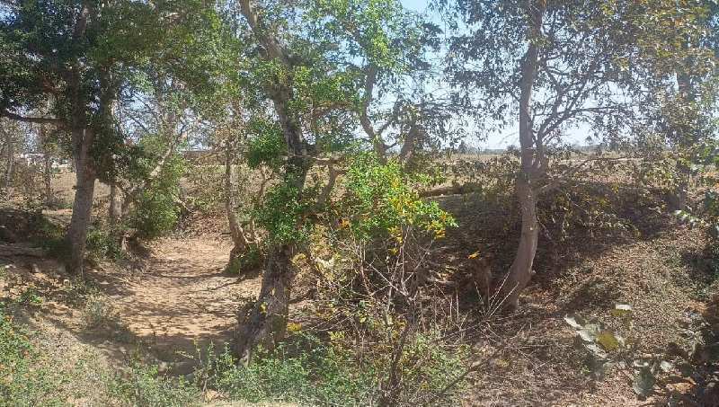 5 Acres Land in Seepat Bilaspur