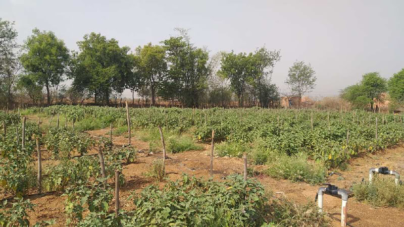 6 Acres Land in Tilda Raipur