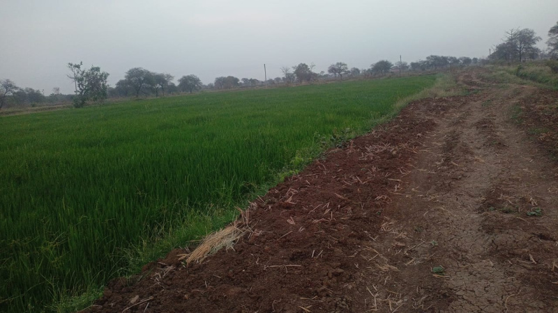 2.5 Acres of Agricultural Land in Mungeli Bilaspur
